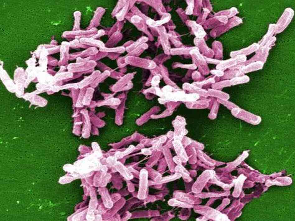 Clostridum difficile bacteria Clostridum difficile bacteria